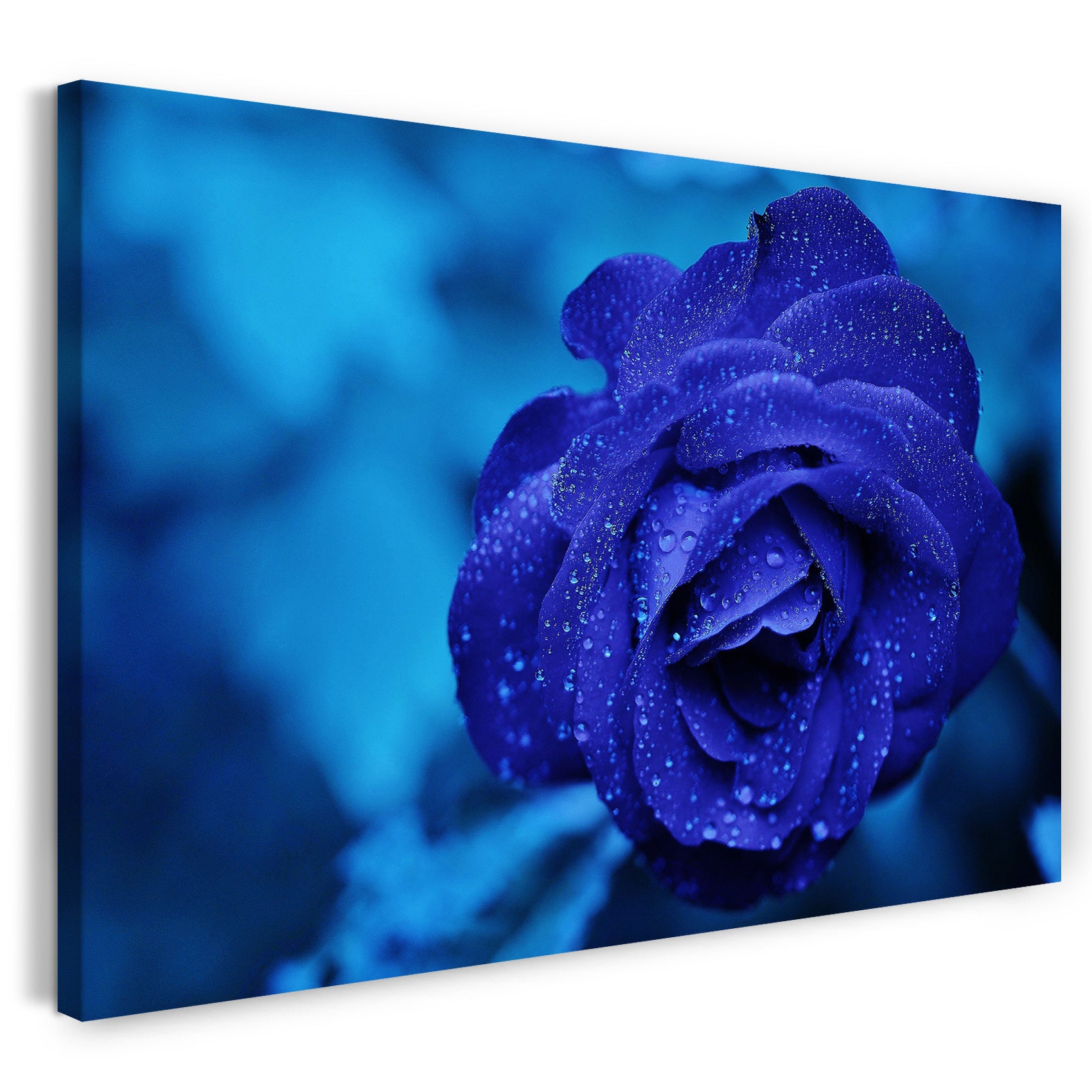 Leinwandbild Nahaufnahme Rose dunkel-blau vor hell-blauem Hintergrund