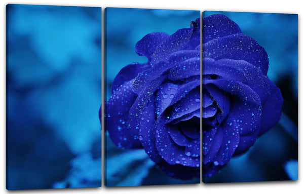 Leinwandbild Nahaufnahme Rose dunkel-blau vor hell-blauem Hintergrund