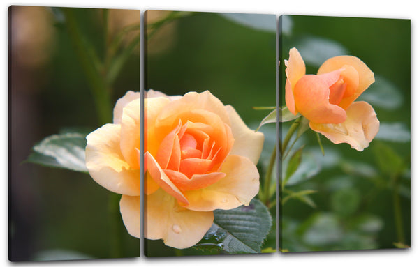 Leinwandbild Nahaufnahme zwei Rosen hell-orange vor grünem Hintergrund