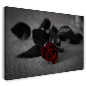 Leinwandbild Blumenbilder Nahaufnahme Rose schwarz-weiß Blüte farbig