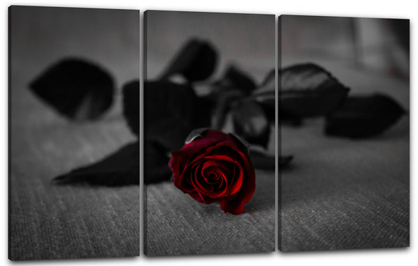Leinwandbild Blumenbilder Nahaufnahme Rose schwarz-weiß Blüte farbig