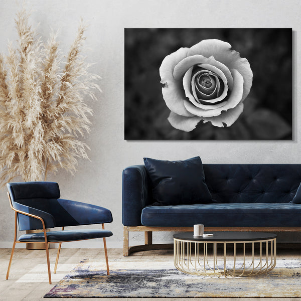 Leinwandbild Blumenbilder Nahaufnahme weiße Rose schwarz-weißes Foto