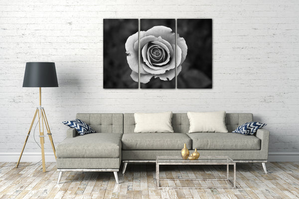 Leinwandbild Blumenbilder Nahaufnahme weiße Rose schwarz-weißes Foto