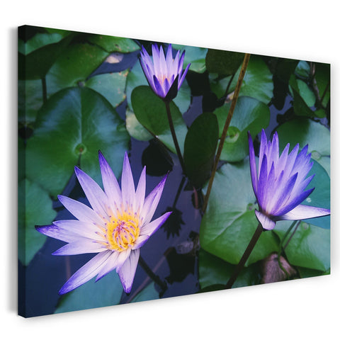 Leinwandbild Blumenbilder Blumenfotos drei Seerosen mit lila gelbe Blüten