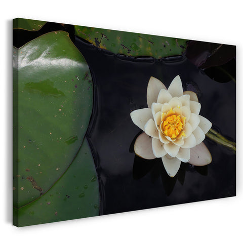 Leinwandbild Blumenbilder Blumenfotos Seerose mit weiß-gelben Blüten