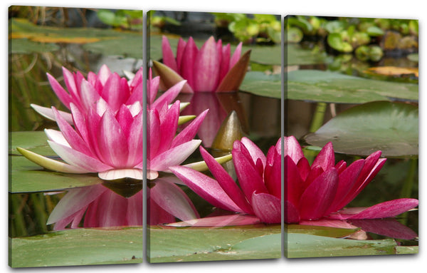 Leinwandbild Blumenbilder Blumenfotos drei Seerosen mit lila Blütenblättern