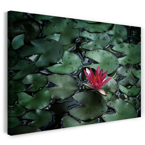 Leinwandbild Blumenbilder Blumenfotos Seerose allein mit lila Blättern