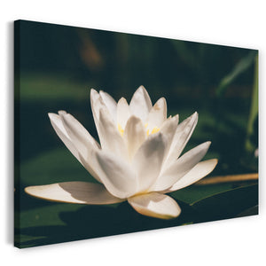 Leinwandbild Blumenbilder Blumenfotos Seerose Nahaufnahme weiße Blätter