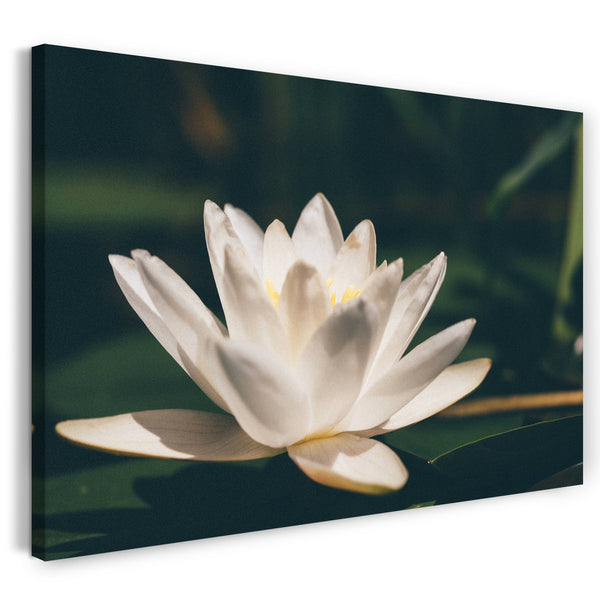 Leinwandbild Blumenbilder Blumenfotos Seerose Nahaufnahme weiße Blätter