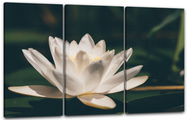 Leinwandbild Blumenbilder Blumenfotos Seerose Nahaufnahme weiße Blätter