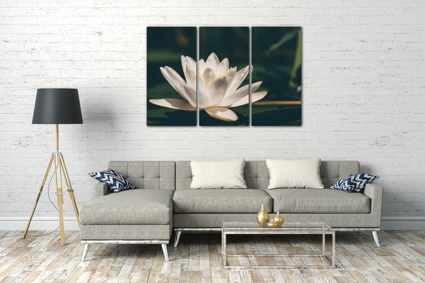 Leinwandbild Blumenbilder Blumenfotos Seerose Nahaufnahme weiße Blätter