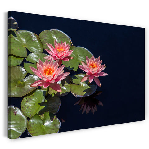 Leinwandbild Blumenbilder Blumenfotos drei Seerosen Blick von oben rosa Blätter