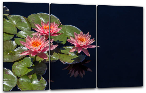 Leinwandbild Blumenbilder Blumenfotos drei Seerosen Blick von oben rosa Blätter