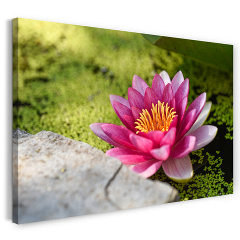 Leinwandbild Blumenbilder Blumenfotos Seerose mit pink-farbenen Blättern