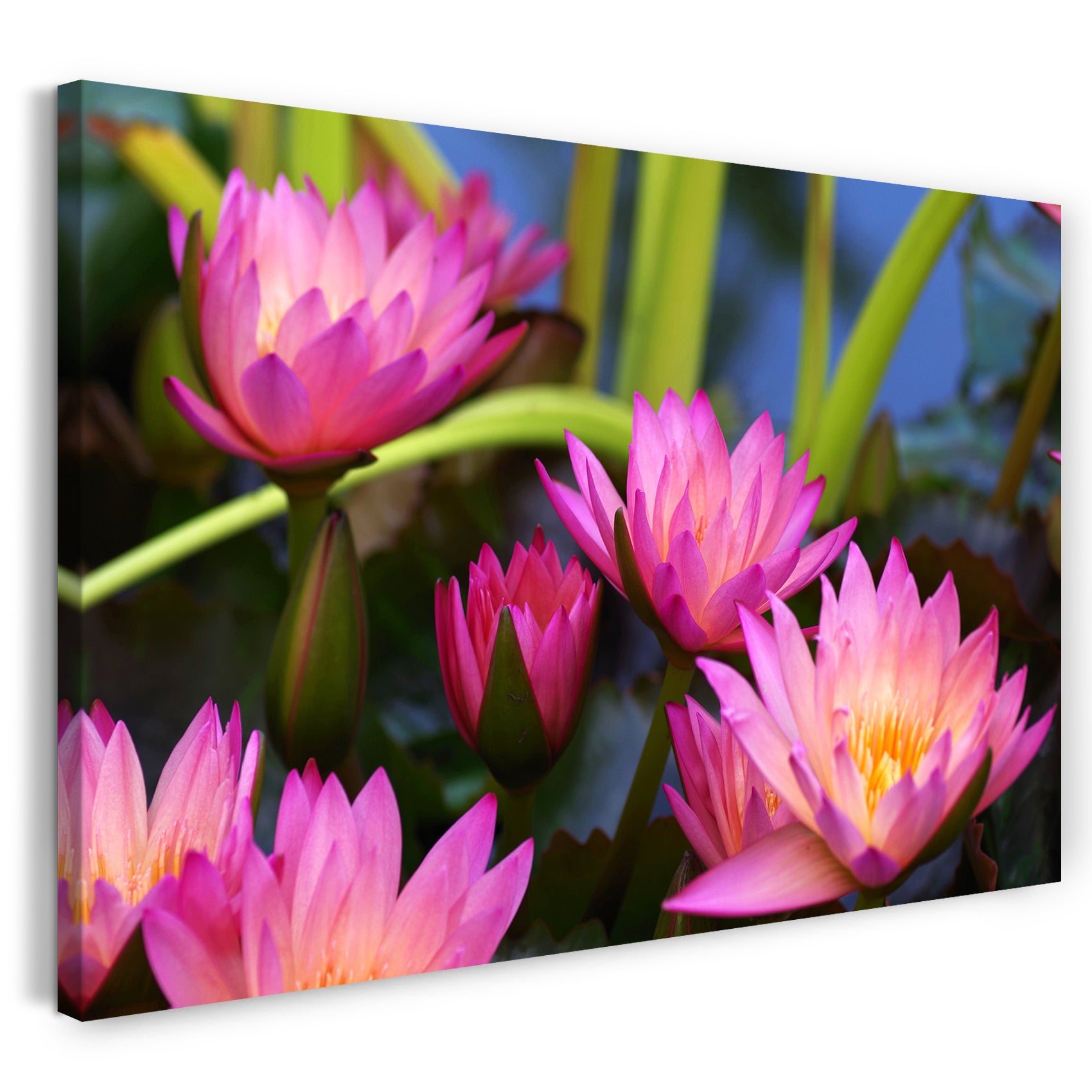 Leinwandbild Blumenbilder Blumenfotos fünf Seerosen mit pinken Blättern