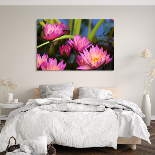 Leinwandbild Blumenbilder Blumenfotos fünf Seerosen mit pinken Blättern