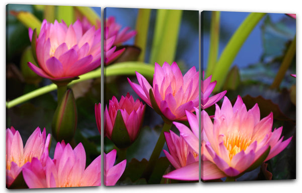 Leinwandbild Blumenbilder Blumenfotos fünf Seerosen mit pinken Blättern