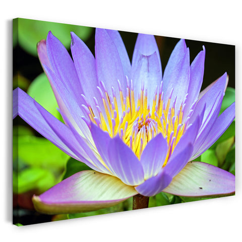 Leinwandbild Blumenbilder Blumenfotos Nahaufnahme Seerose lila Blätter