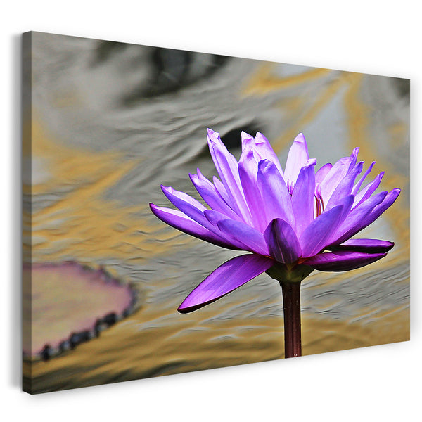 Leinwandbild Blumenbilder Nahaufnahme lila Seerose vor malerischem Hintergrund