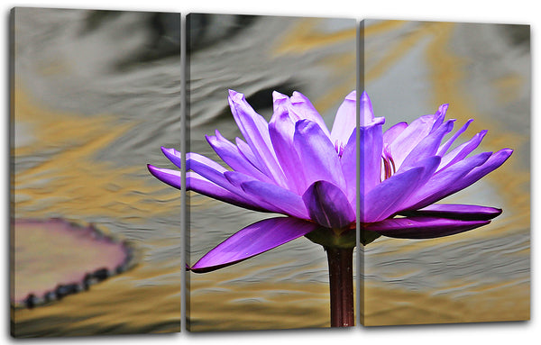 Leinwandbild Blumenbilder Nahaufnahme lila Seerose vor malerischem Hintergrund
