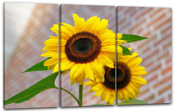 Leinwandbild Blumenbilder Nahaufnahme zwei Sonnenblumen Blick von unten