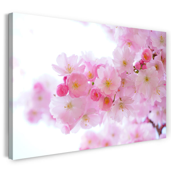 Leinwandbild Blumenbilder Nahaufnahme Ast japanischer Kirschblütenbaum
