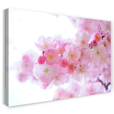 Leinwandbild Blumenbilder Nahaufnahme Ast japanischer Kirschblütenbaum