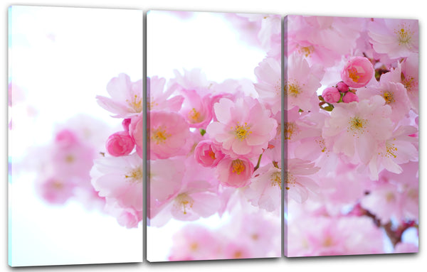 Leinwandbild Blumenbilder Nahaufnahme Ast japanischer Kirschblütenbaum