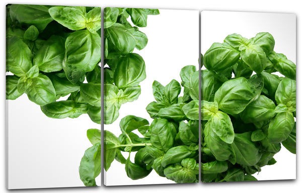Leinwandbild Essensbilder Nahaufnahme von zwei Basilikum-Pflanzen