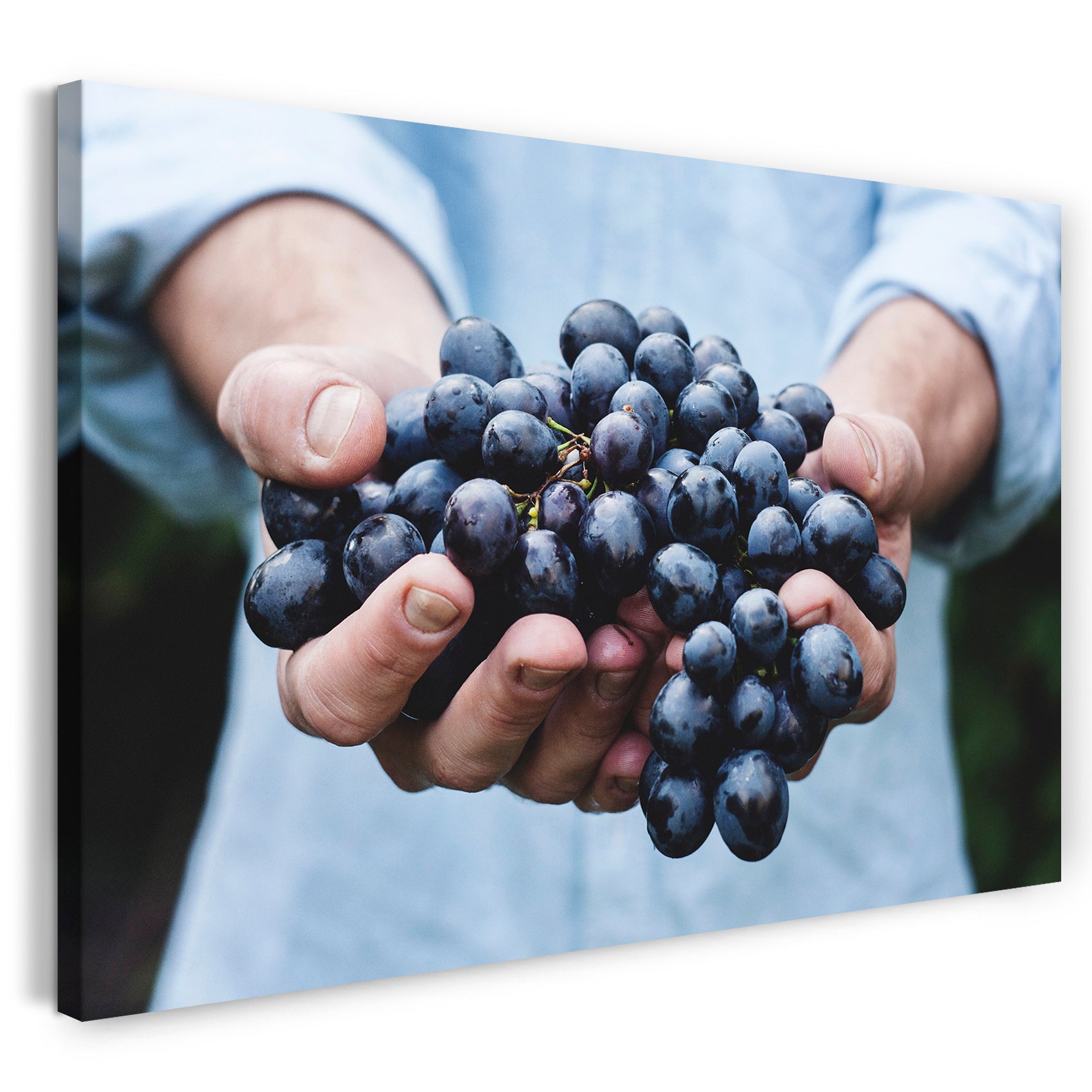 Leinwandbild Essensbilder Gemüse Obst Früchte Weintrauben in zwei Händen