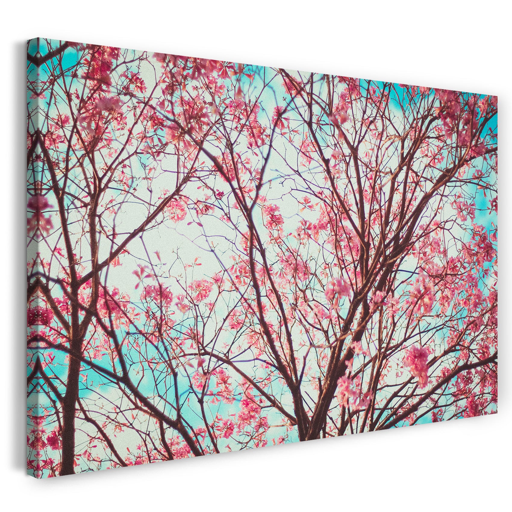 Leinwandbild Naturbilder Blühender Baum, rosa pinke Blüten, hell-grüner Himmel