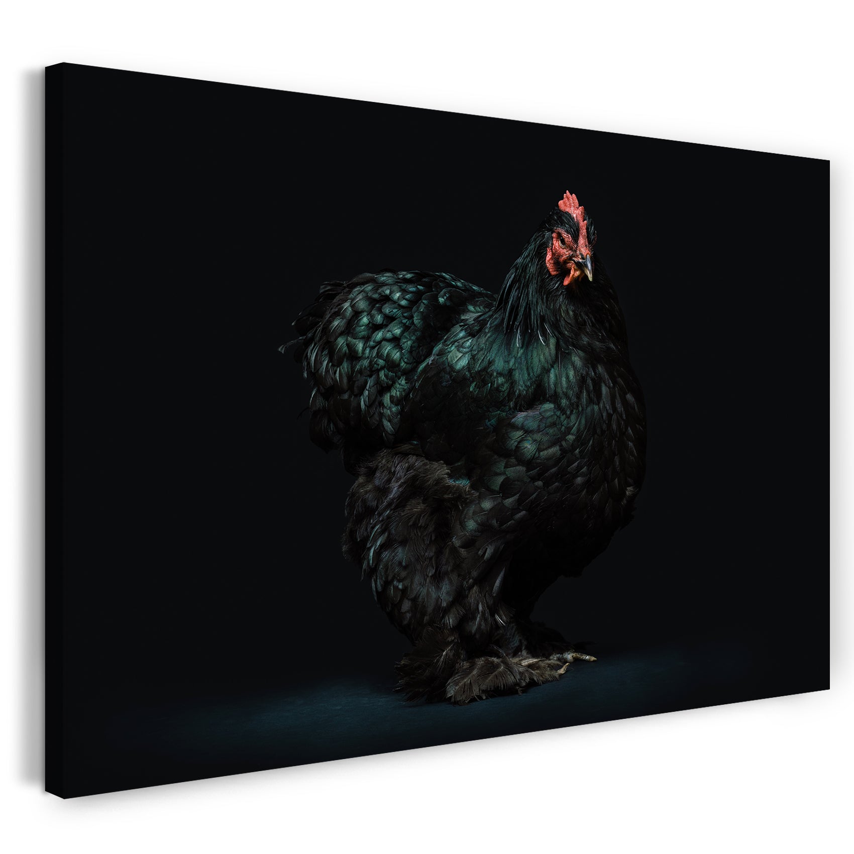 Leinwandbild Hahn Huhn Tier-Bilder art-fotografy Kunst-Fotografie cute anmutig