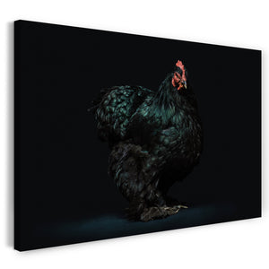 Leinwandbild Hahn Huhn Tier-Bilder art-fotografy Kunst-Fotografie cute anmutig