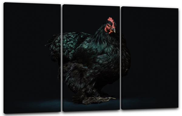 Leinwandbild Hahn Huhn Tier-Bilder art-fotografy Kunst-Fotografie cute anmutig