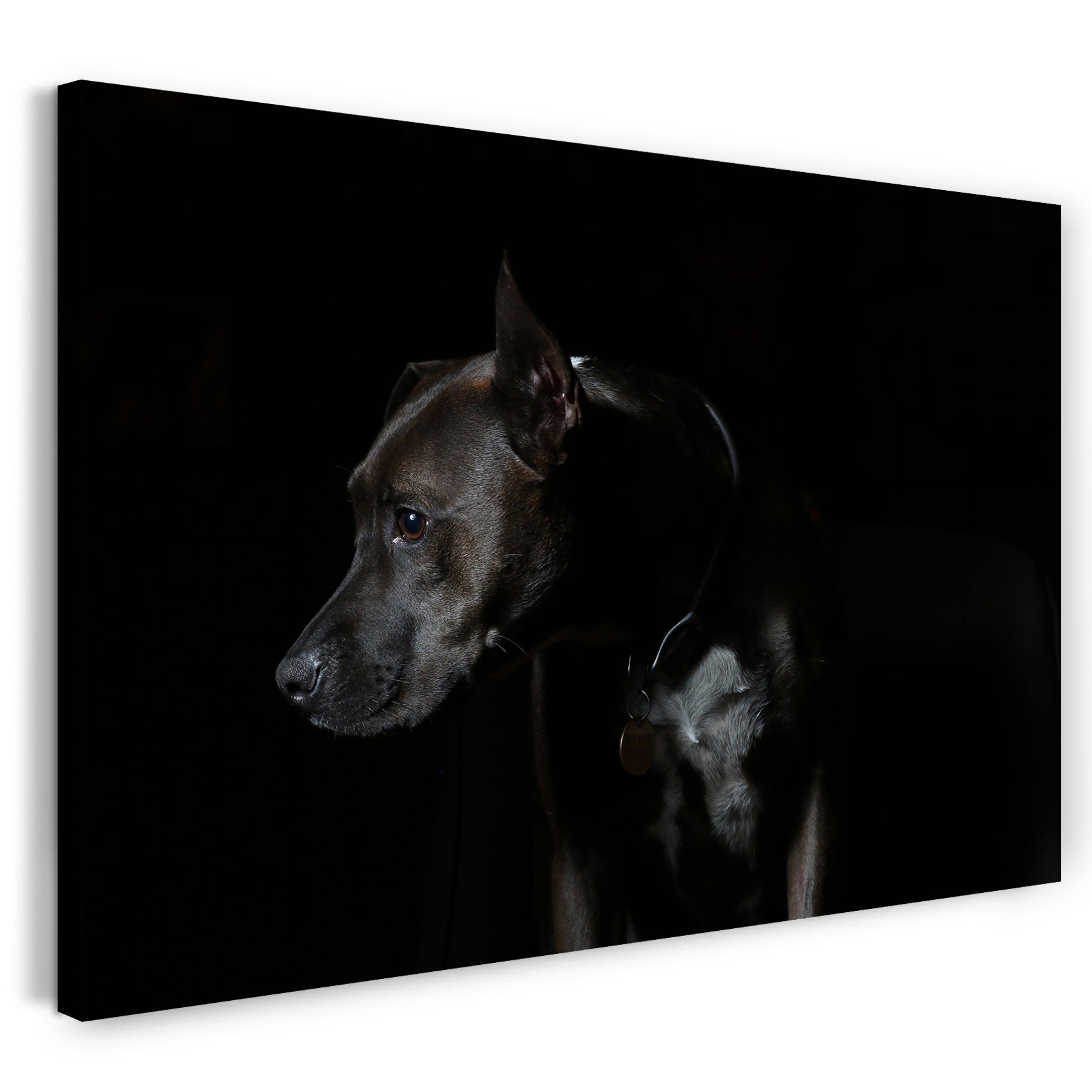 Leinwandbild Hund dog Tier-Bilder Pinscher Dogge Dobermann Cute Schwarz-Weiß