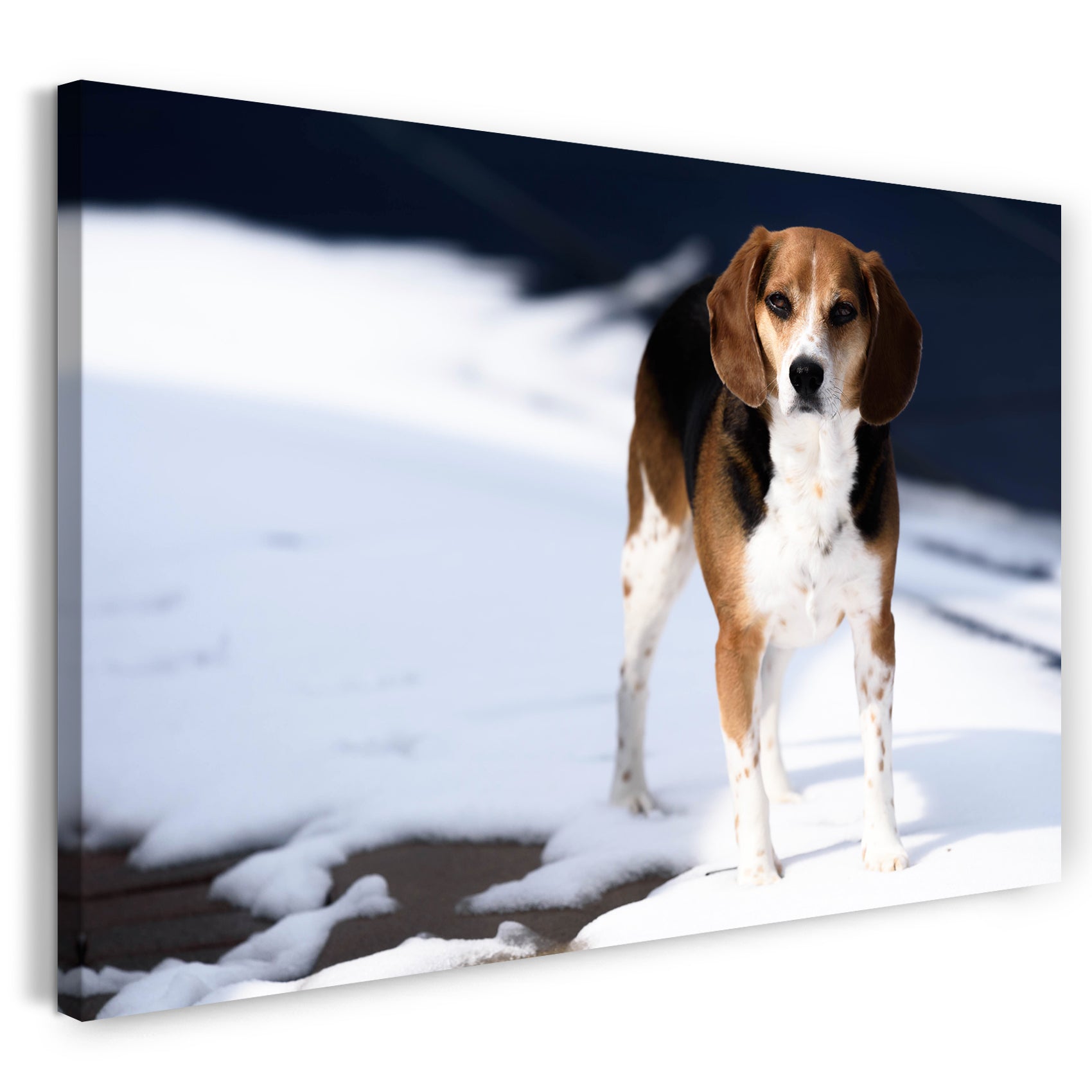 Leinwandbild Hund Dog Tier-Bilder Beagle Süß Sweet cute Haustier Eis Natur Winter