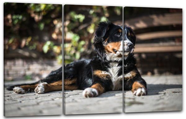 Leinwandbild Bernersennen-Hund Tier-Bilder Dog Cute süß Haustier sweet schön
