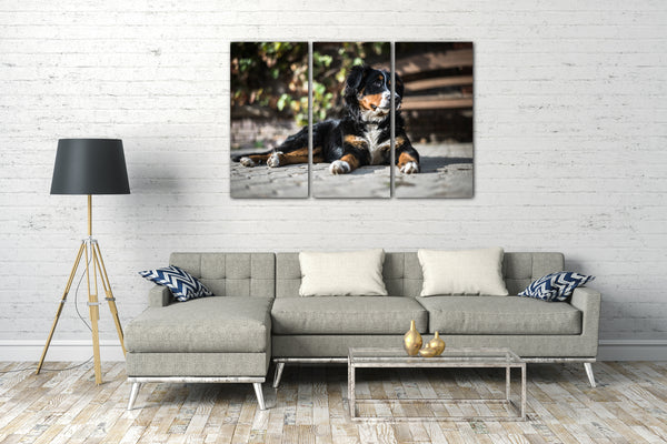 Leinwandbild Bernersennen-Hund Tier-Bilder Dog Cute süß Haustier sweet schön