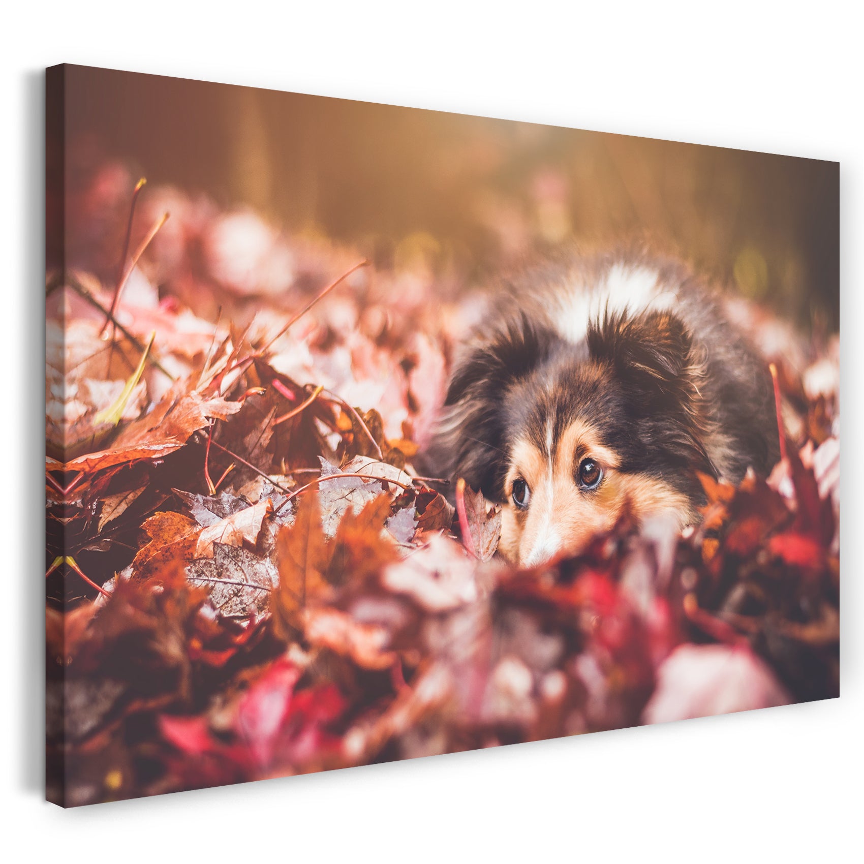 Leinwandbild Colli im Laub Herbst rote Blätter Tier-Bilder Hund Border-Collie dog