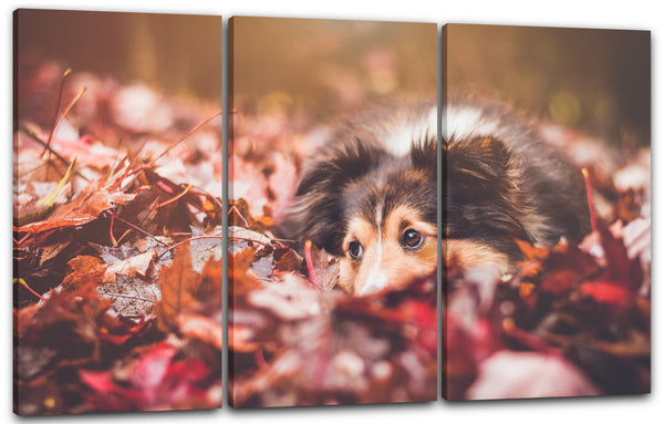 Leinwandbild Colli im Laub Herbst rote Blätter Tier-Bilder Hund Border-Collie dog
