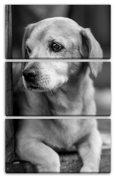 Leinwandbild Süßes Hunde-Baby Puppy Puppies Tier-Bilder Dog schwarz-weiß