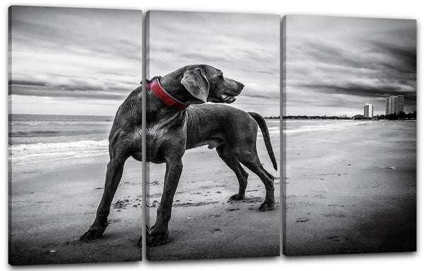 Leinwandbild Deutsche Dogge Weimaraner Tier-Bilder Hund süß Strand Dog black