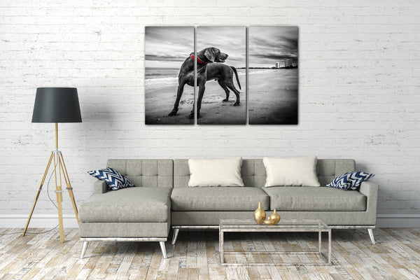 Leinwandbild Deutsche Dogge Weimaraner Tier-Bilder Hund süß Strand Dog black