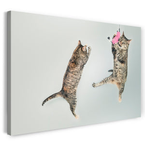 Leinwandbild Playing flying cats Tier-Bilder Katzen funny cute süß witzig sweet