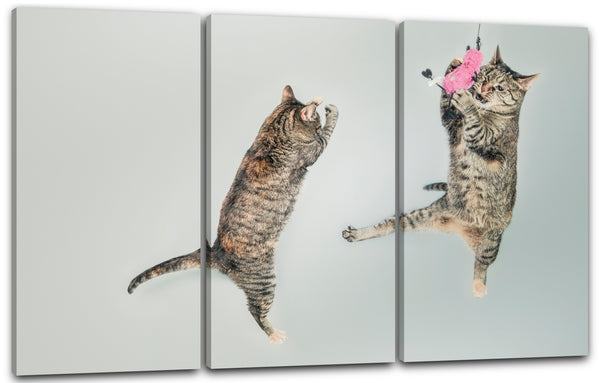 Leinwandbild Playing flying cats Tier-Bilder Katzen funny cute süß witzig sweet