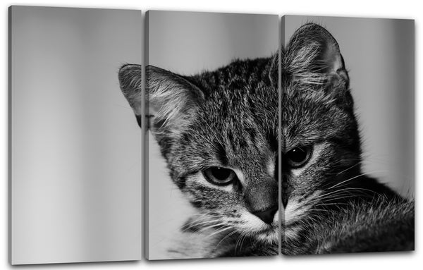Leinwandbild Cute little tiger cat Tier-Bilder Katze baby schwarz-weiß süß grau