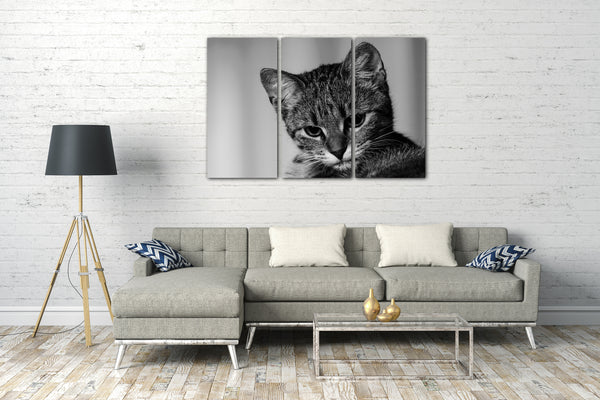 Leinwandbild Cute little tiger cat Tier-Bilder Katze baby schwarz-weiß süß grau
