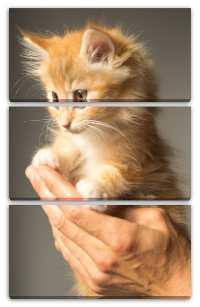 Leinwandbild Little cute kitten cat Tier-Bilder Katze Katzenbabies rot orange Tiger