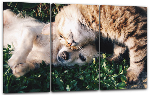 Leinwandbild Cat and dog best friends Hund Tier-Bilder Katze Katzenbabies süß cute