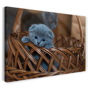 Leinwandbild Baby-Kartäuser Schottische Faltohr-Katze Tier-Bilder Katzen-babies
